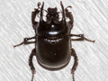 Typhaeus typhoeus